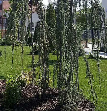 Sangria Luxury Family Năvodari