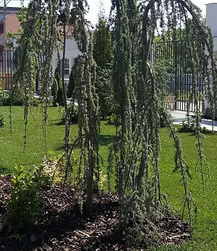 Sangria Luxury Family Năvodari